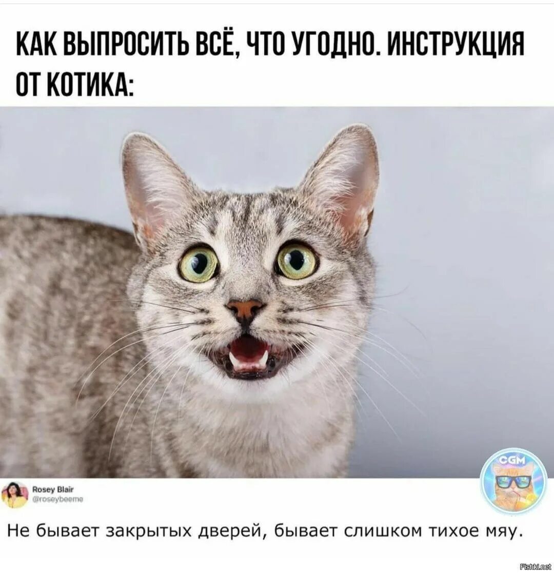 Звук котов которые хотят. Кошка мяукает. Звук кота. Шокированный кот. Звуки привлекающие кошек.