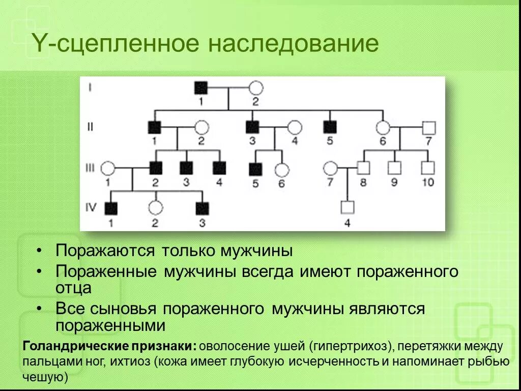 Сцепленное наследование презентация 10 класс профильный уровень. Y сцепленный рецессивный тип наследования. сцепленный с y-хромосомой тип наследования. у сцепленный голандрический тип наследования. тип наследования признака y наследование.