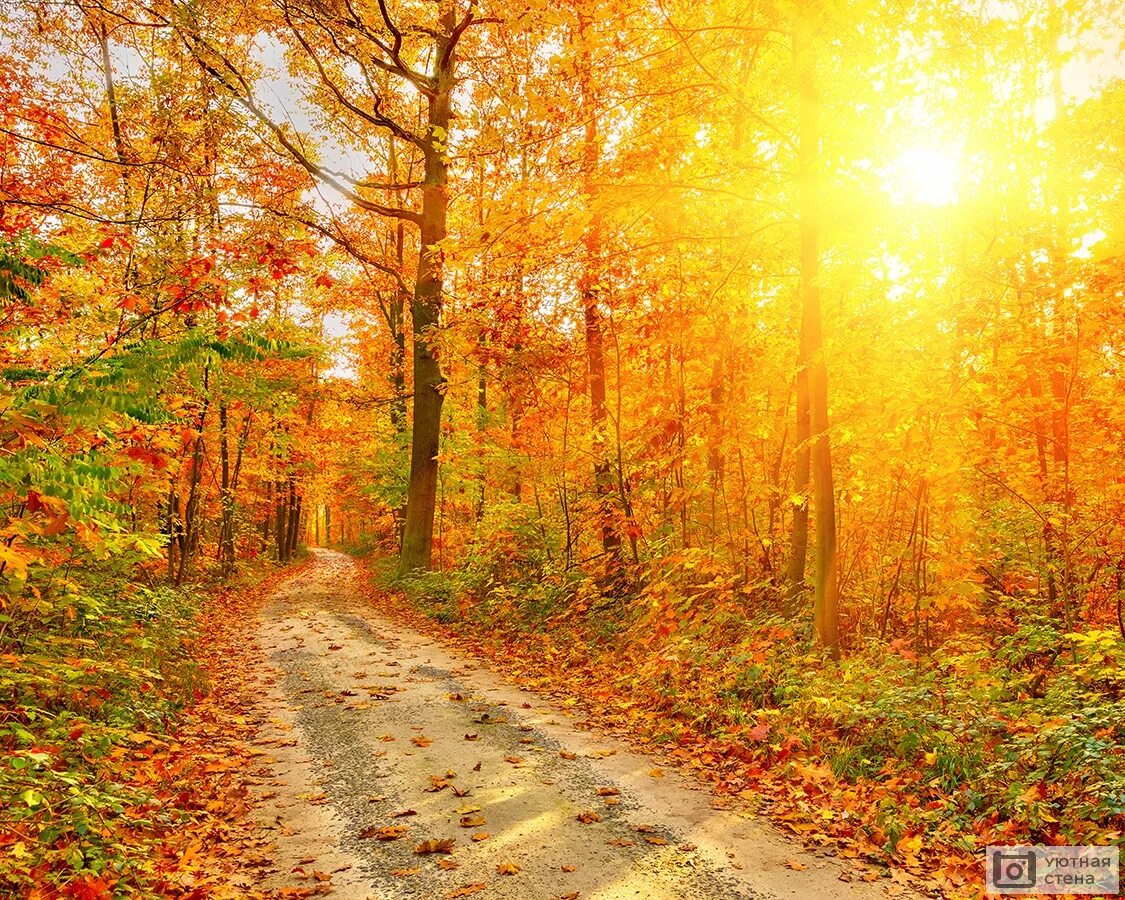 Краски осени. Осень в лесу. Осенний кленовый лес вайоминг. Яркий осенний пейзаж. Осень солнце.