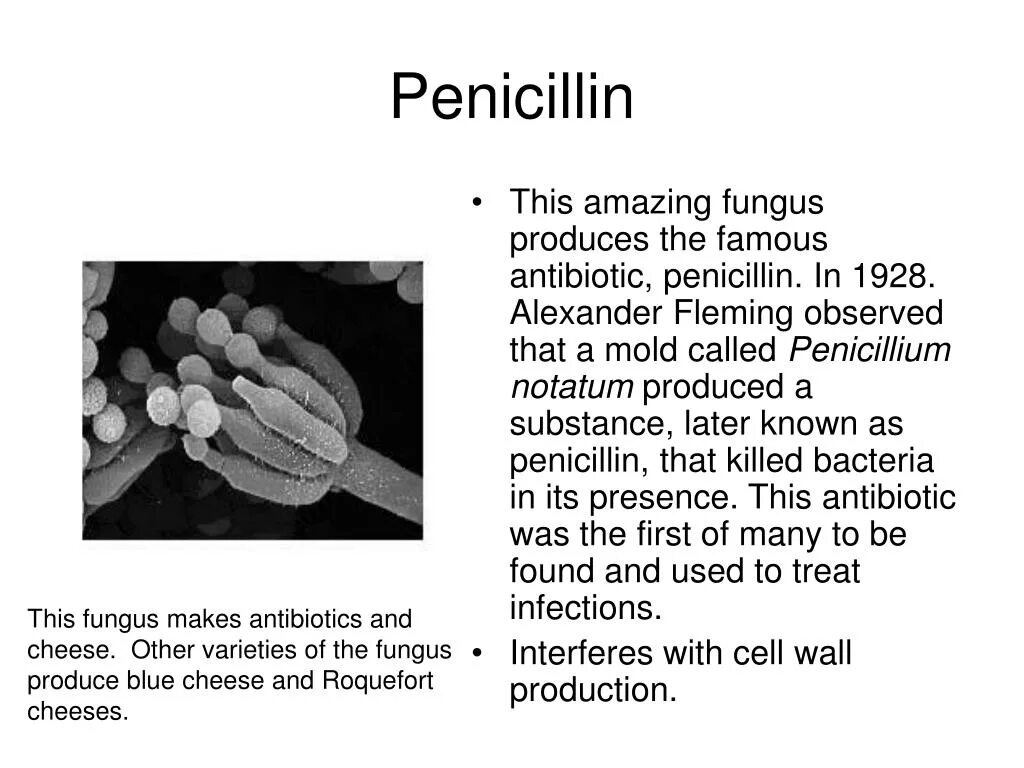 Пенициллин. Пенициллин на английском. Пенициллин бактерии. Пенициллин определение. Пенициллин тест