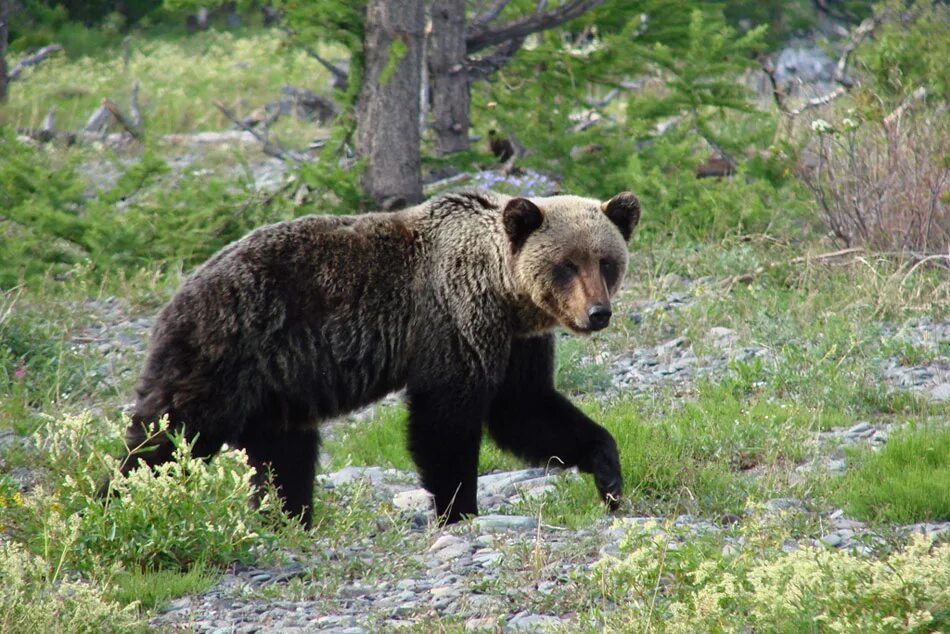 Бурый медведь животное распространенное на территории. Байкало-Ленский заповедник бурый медведь. Байкало-Ленский заповедник медведь. Заповедник Байкало-Ленский заповедник. Бурый медведь Забайкальского края.