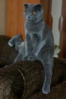 Шотландский кот сидит