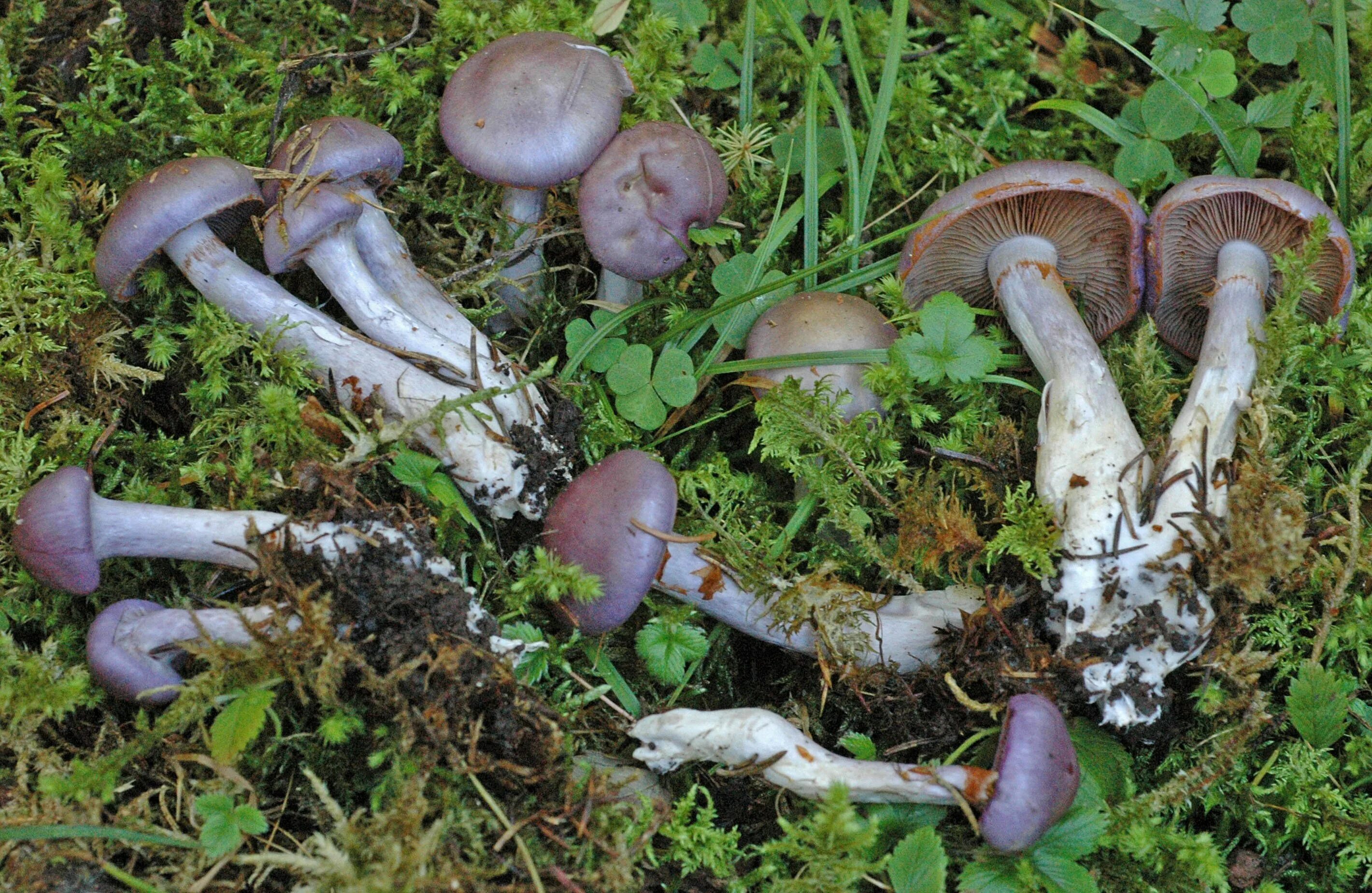 Паутинник триумфальный (Cortinarius triumphans) Грибы Сибири Вложение: 12023