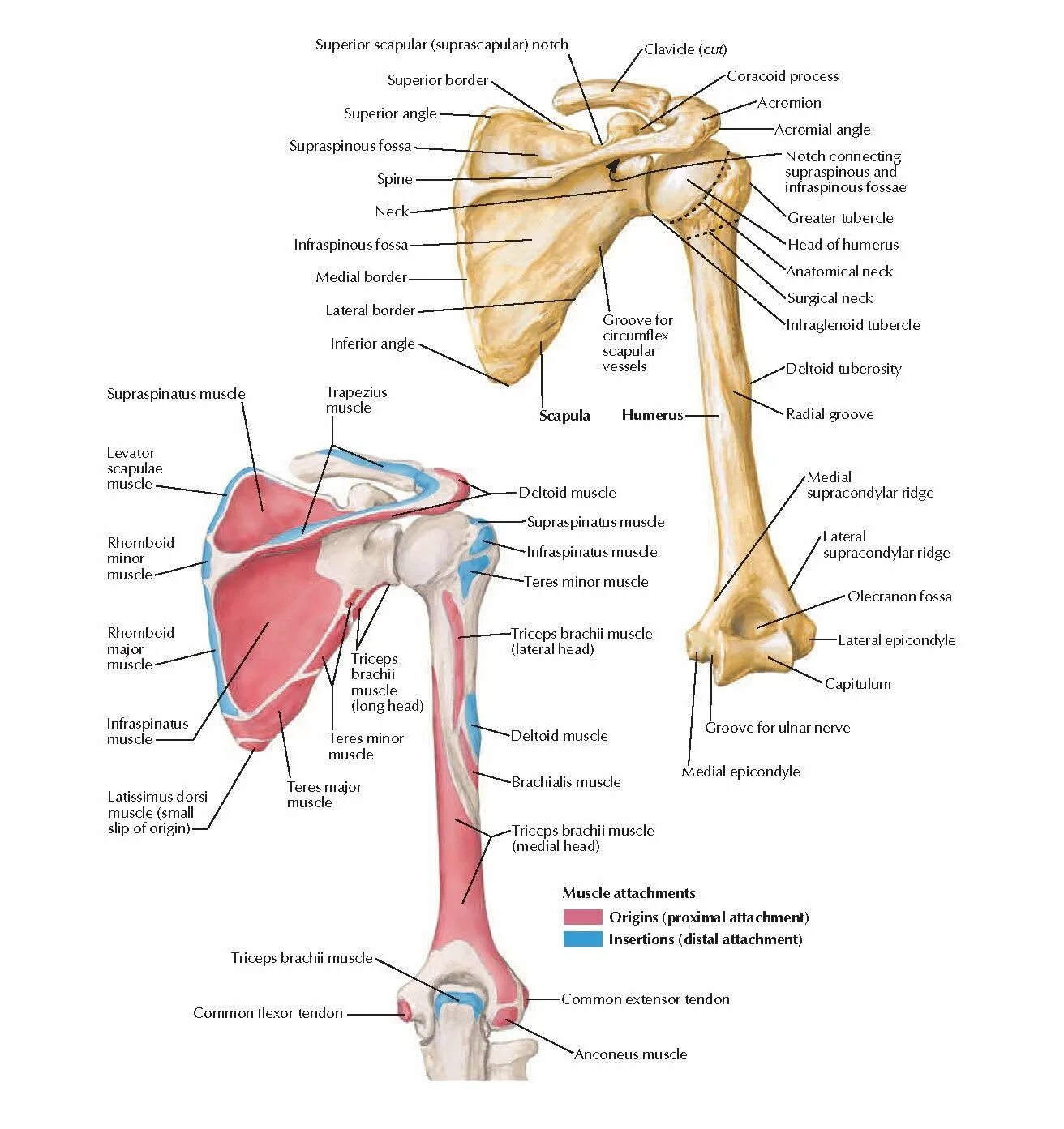 Соединение костей лопатки. Топографическая анатомия верхней конечности атлас. Пояс верхних конечностей человека атлас. Кости верхней конечности атлас. Пояс верхней конечности анатомический атлас.