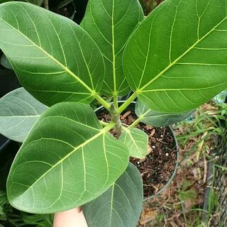 Ficus