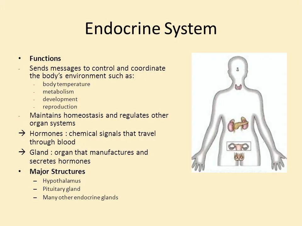 System functioning. Endocrine system functions. sport and endocrine system interaction. endocrine messenger hormones. chemical hormones.
