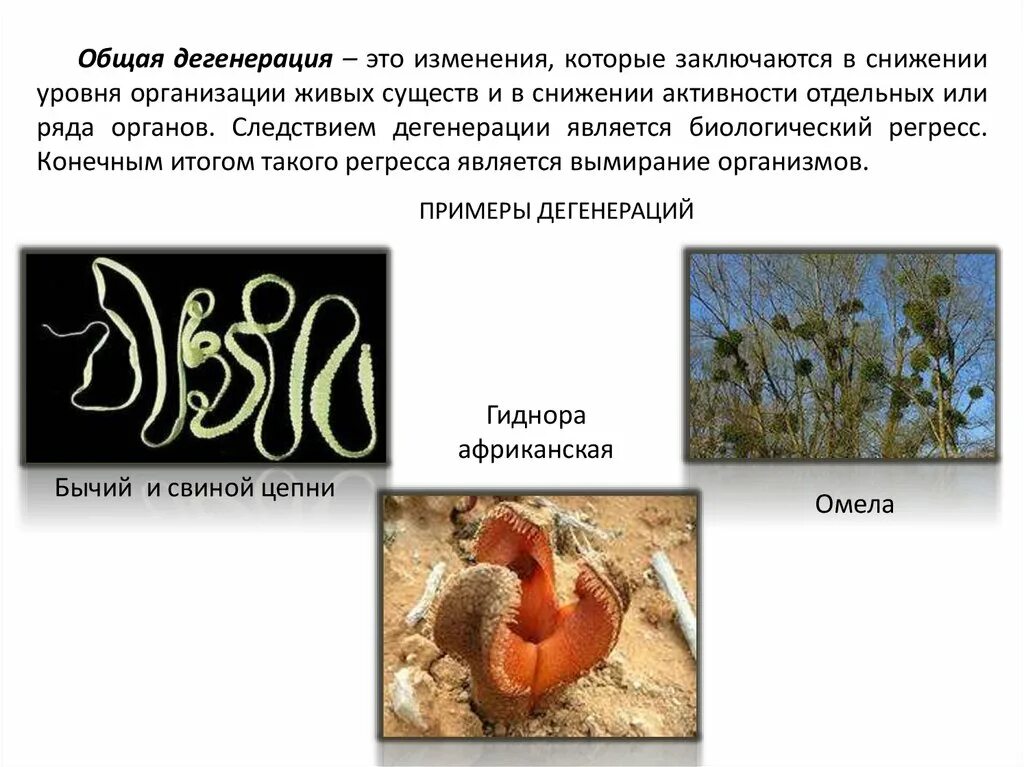 Общая дегенерация описание. Общая дегенерация примеры. Общая дегенерация примеры у животных. Регресс и дегенерация примеры. Дегенерация у растений.