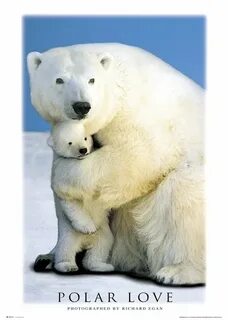 Медведи охраняли плантацию