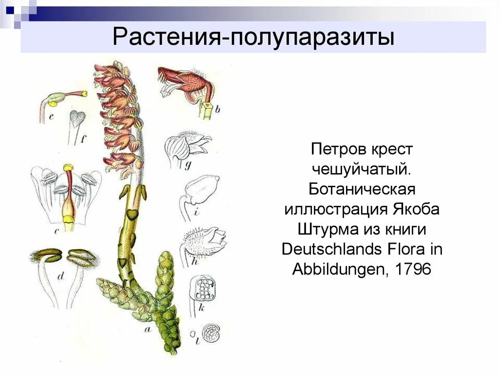 Паразитирующие растения примеры. Растения паразиты и полупаразиты. паразитические растения примеры. растения полупаразиты примеры. растения паразиты примеры.