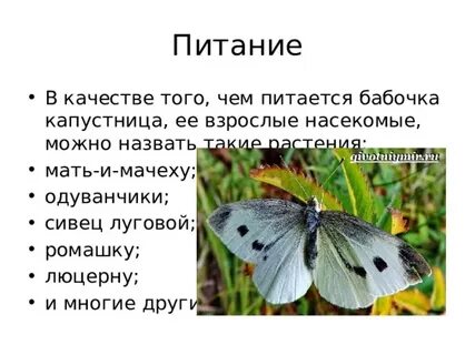 Сколько живут бабочки капустницы