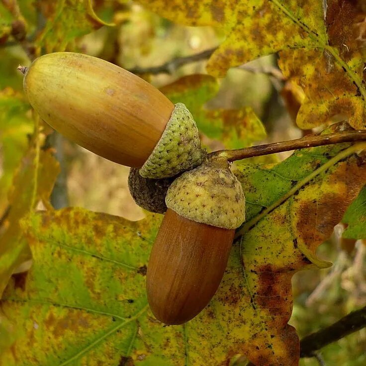 Плоды дуба черешчатого. Дуб черешчатый (quercus robur l. Дуб черешчатый плод. Дуб черешчатый. Плоды дуба черешчатого.