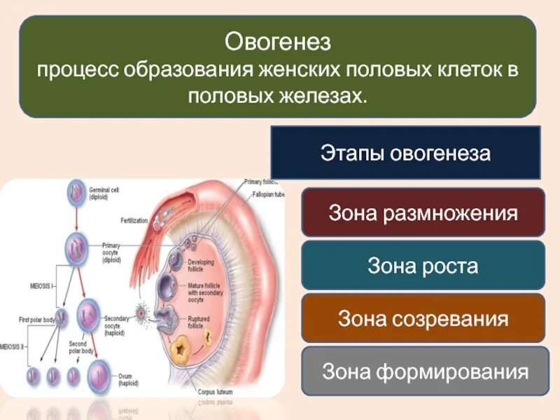 Процесс образования женских половых клеток. Процесс образования женской половой клетки. Овогенез это в биологии 10 класс. Этапы образования женских половых клеток.