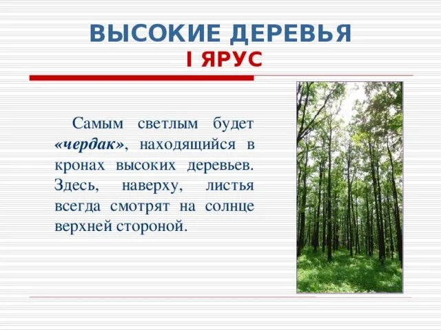 Ярусы леса. Ярус высоких деревьев. Деревья второго яруса. Этажи леса презентация для дошкольников. Береза какой ярус