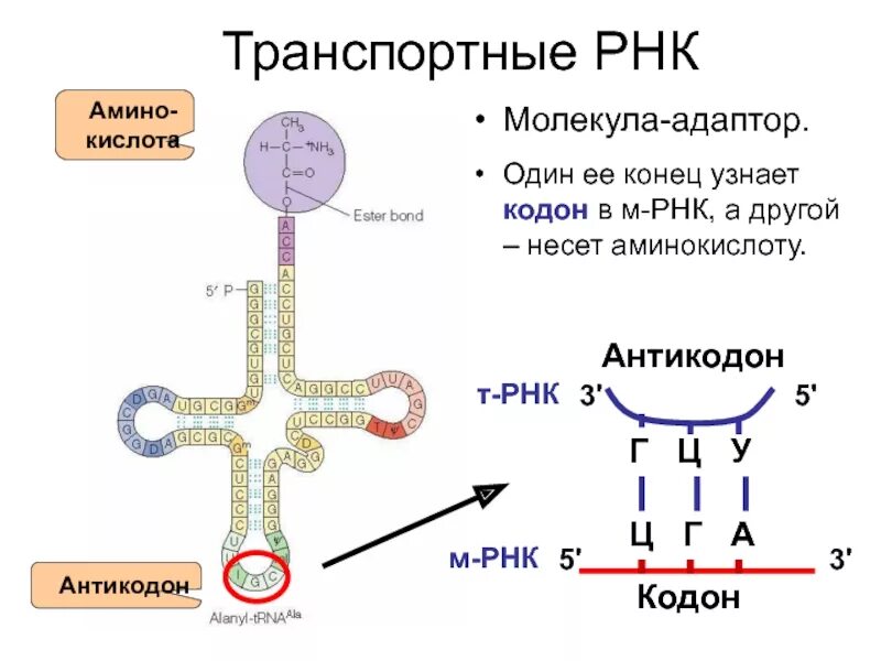 Синтез т РНК трансляция. Строение ТРНК трансляция. ТРНК трансляция схема. ДНК, МРНК, ТРНК, аминокислоты.