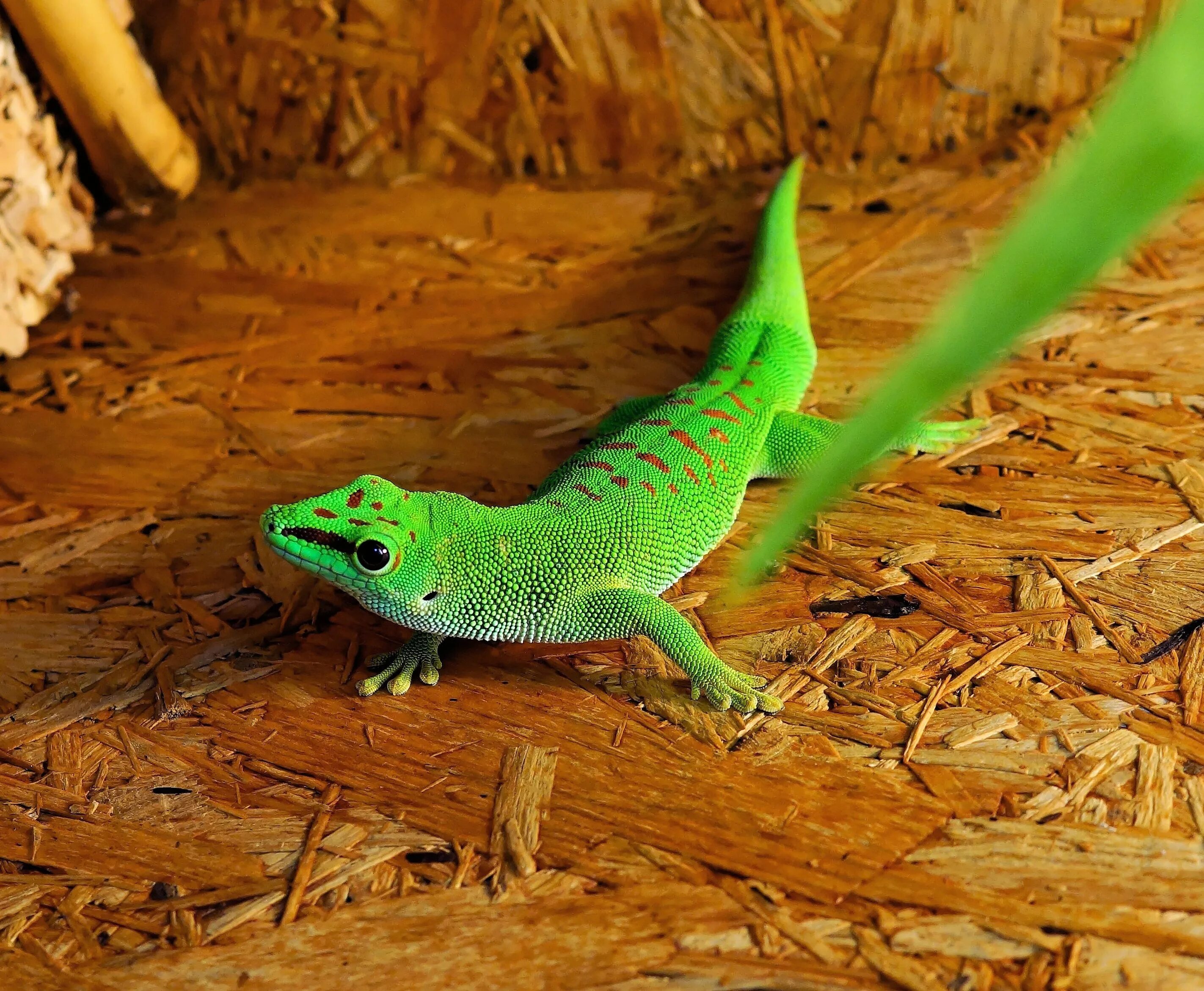 Ящерица геккон зеленый. Террариумные ящерицы. Ящерица зеленая террариум. Синехвостый геккон.