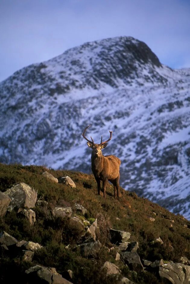 Scotland’s National nature Reserves. Олень в горах. Животные высокогорья. Заповедники Шотландии. Scotland nature reserves