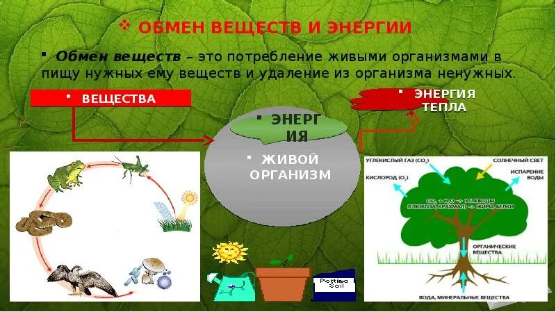 Взаимосвязь между природой и обществом. Схема процесса обмена веществ. Метаболизм природы. Обмен веществ и энергии в живой природе это. Обмен веществ.
