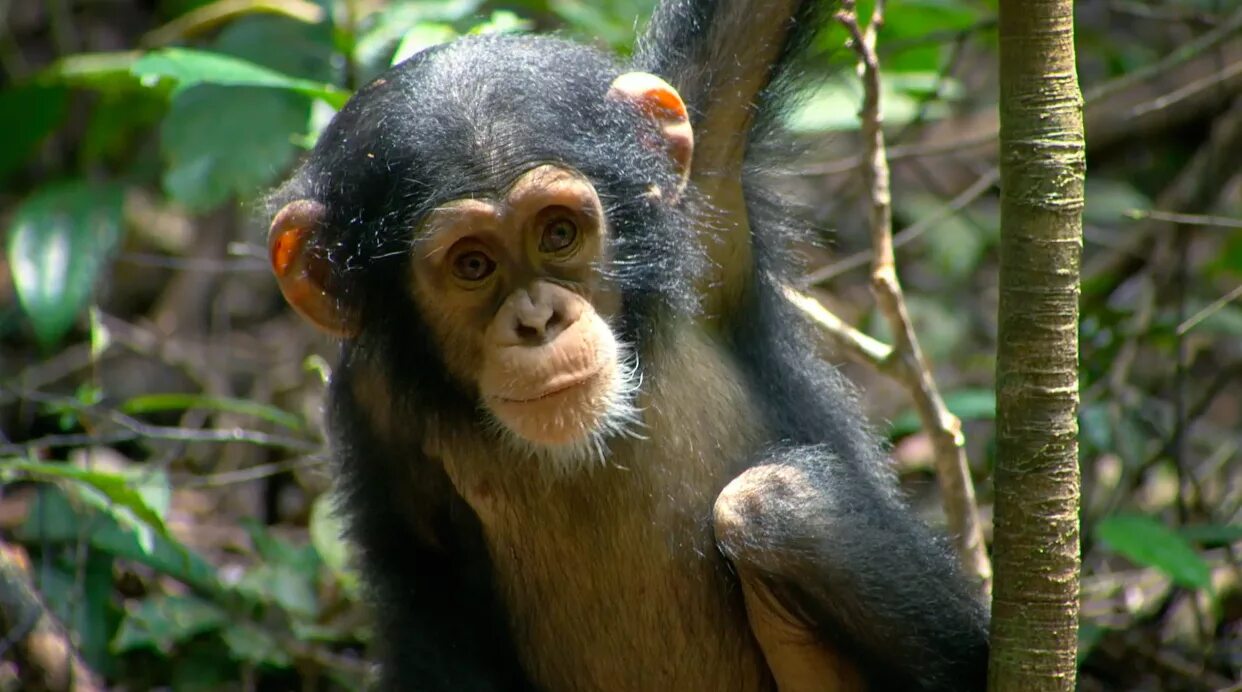 Альфа самец шимпанзе. Шимпанзе фильм 2012. Гамума обезьяна. Шимпанзе бонобо. Широконосые обезьяны.