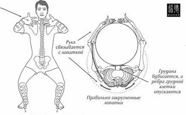 Проктикуя ци