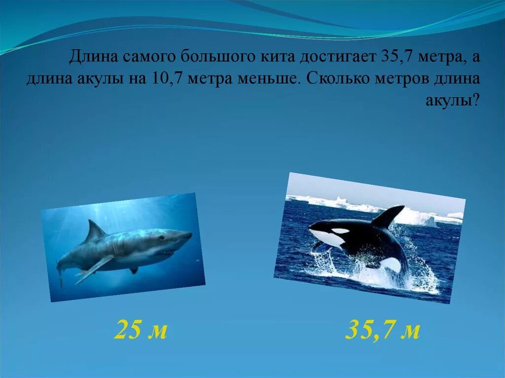 Сколько метров кит. Вес кита самого большого. Размеры кита самого большого. Длина кита в метрах.