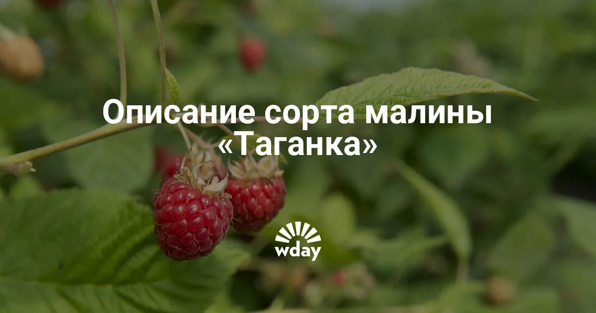 Малина ремонтантные сорта Таганка. Сорт малины Таганка. Малина Таганка описание. Малина обыкновенная Таганка.