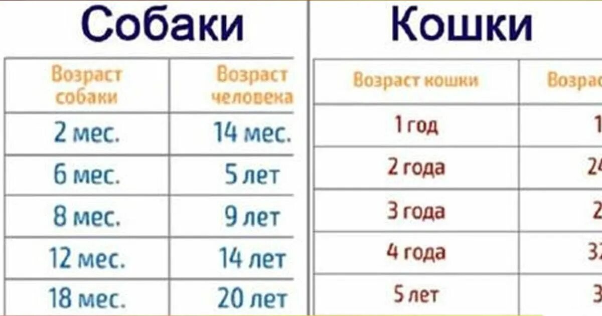 Сколько лет до 26 июля. Возраст собаки по человеческим меркам таблица. собачий возраст 10 месяцев по человеческим меркам таблица. собаке 10 лет сколько по человеческим меркам таблица. возраст кошек.