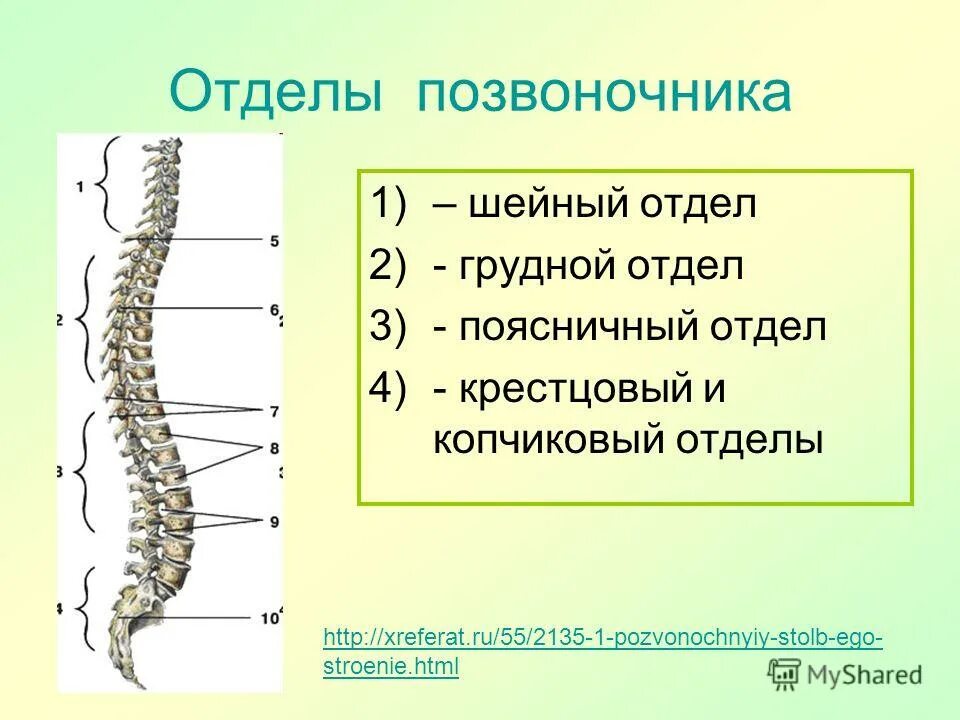 Грудной отдел позвоночника это