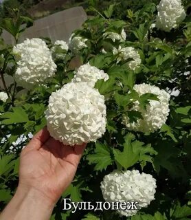 Бульдонеш фото