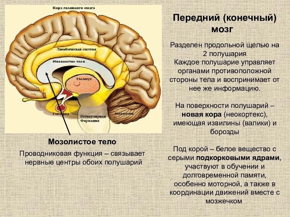 Передние отделы коры выполняют функции. Головной мозг строение конечный мозг. Строение и функции конечного мозга больших полушарий. Строение коры конечного мозга. Анатомические структуры конечного мозга.