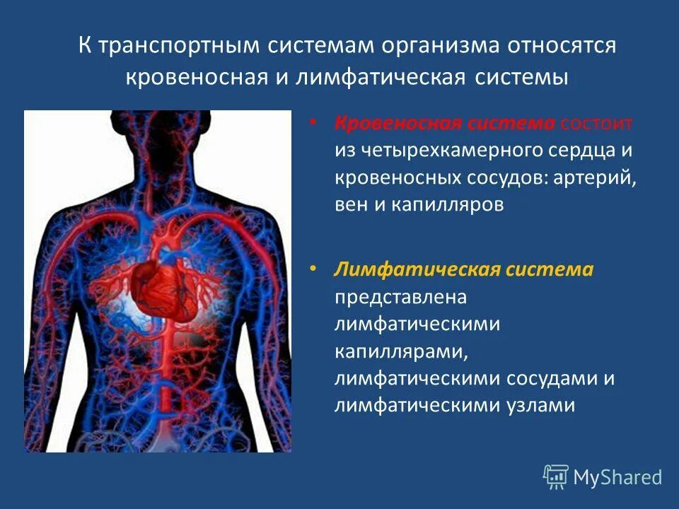 Кровеносная и лимфатическая система человека. Тест по теме кровеносная и лимфатическая системы. Скелет и кровеносная система человека. Кровеносная система на скелете. Кровеносная и лимфатическая система человека схема.