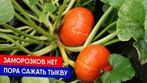 Тыква на рассаду когда сажать в подмосковье