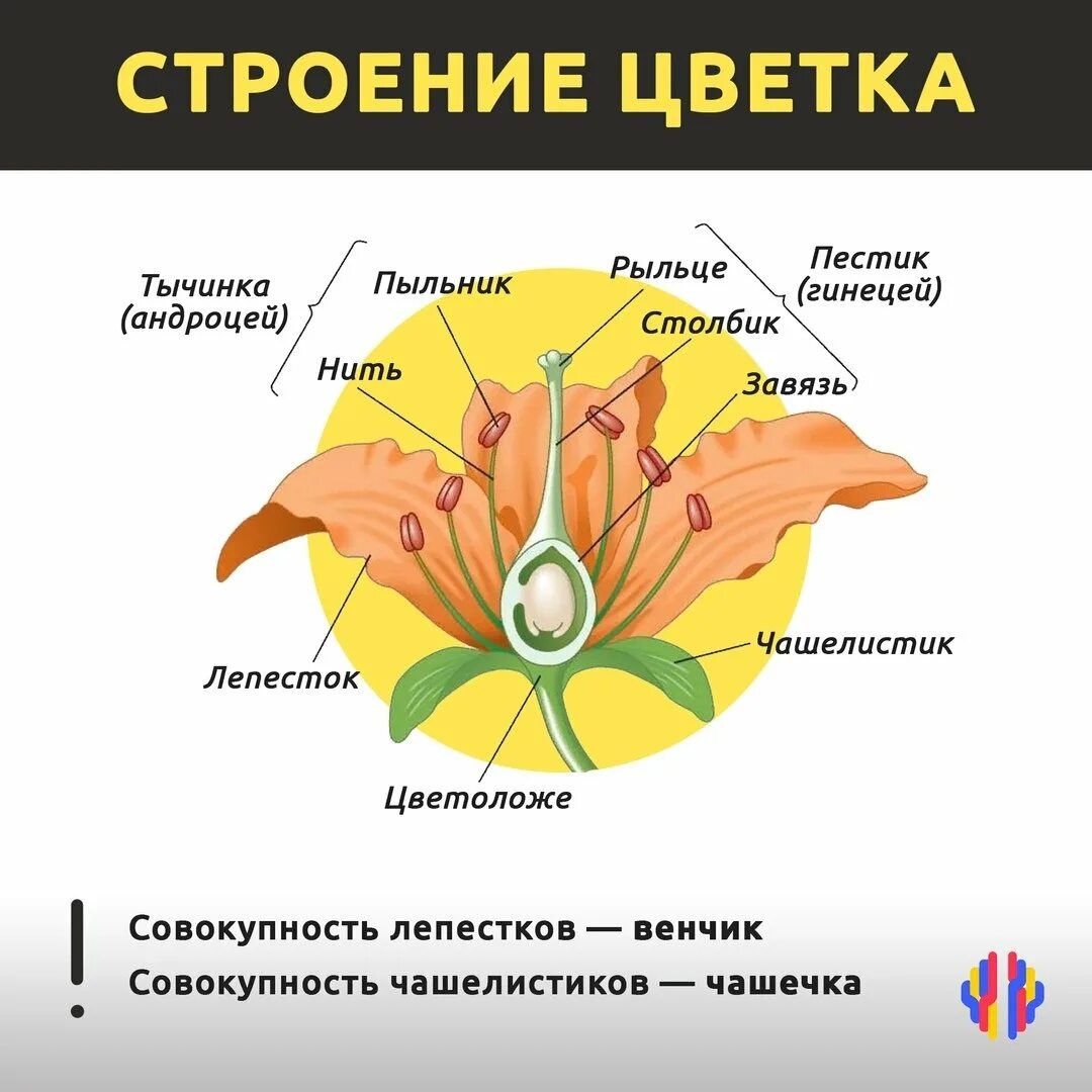 Цветок венчик зародыш какое понятие следует вписать. Строение растения тычинка пестик. Пестик тычинка завязь. Строение завязи пестика цветка. Тычинка пестик пыльник завязь.