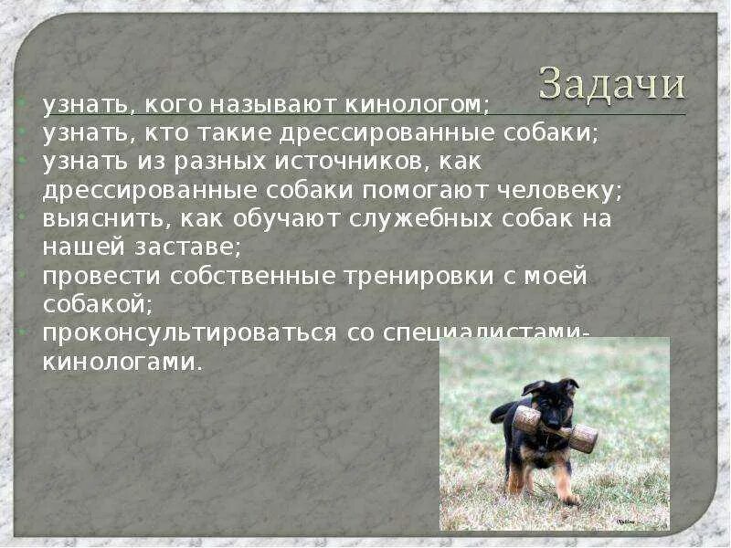 Что нужно чтобы стать кинологом