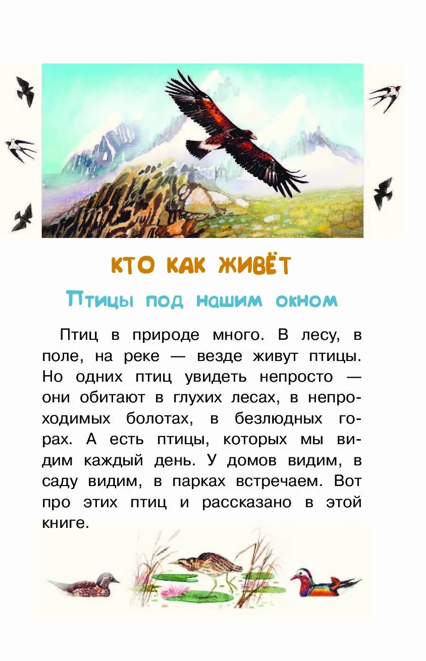 Сказки про птиц. Маленький рассказ про птицу. Птицы рассказ для детей. Сказки про птиц для детей. Сказка про птицу человека