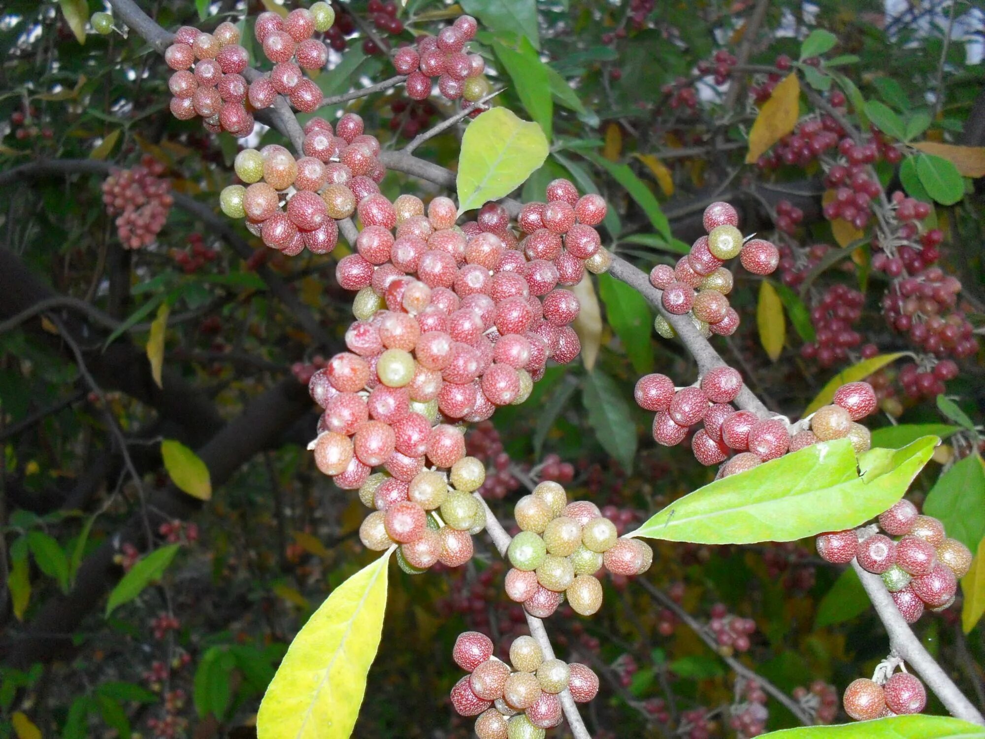 лох (растение) облепиха. облепиха лох. лох серебристый vs облепиха.