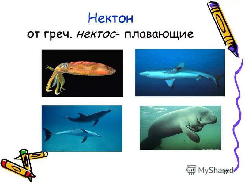 Медуза это нектон. Обитатели океана планктон нектон бентос. Медуза это нектон. Нектон это в географии. Медуза это нектон.