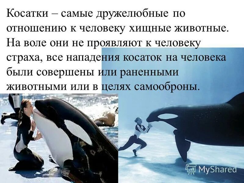 касатка презентация. касатка или косатка как правильно. как пишется касатка. касатка интересные факты для детей кратко. как пишется касатка.