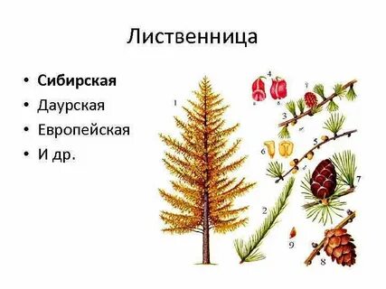 Какой тип питания у лиственницы