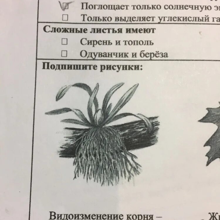 Видоизмененные листья и корни. Видоизменения корня. Название видоизменения корня. Видоизменения листьев.