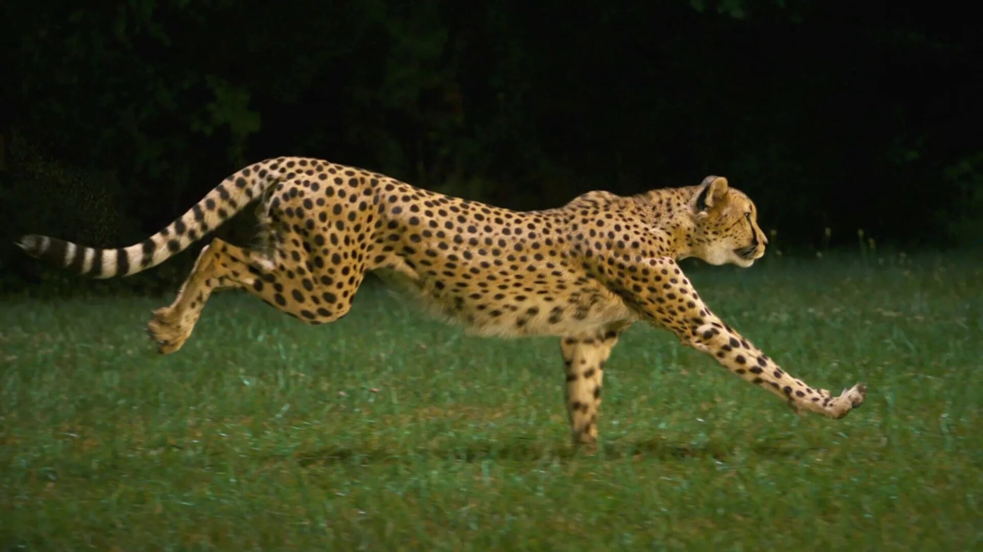Очень много крупных и быстрых животных. Лайри гепард. Гепард в беге. Суперхищники гепард. Леопард бегает.