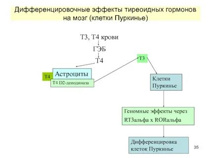 Тиреоидные гормоны это