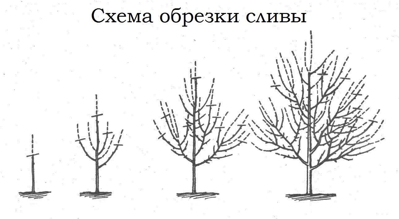 Правильно обрезать саженцы. Подрезка яблонь весной схема. Формирование разреженно-ярусной кроны яблони. Схема обрезки колоновидной яблони. Схема обрезки колоновидных яблонь.