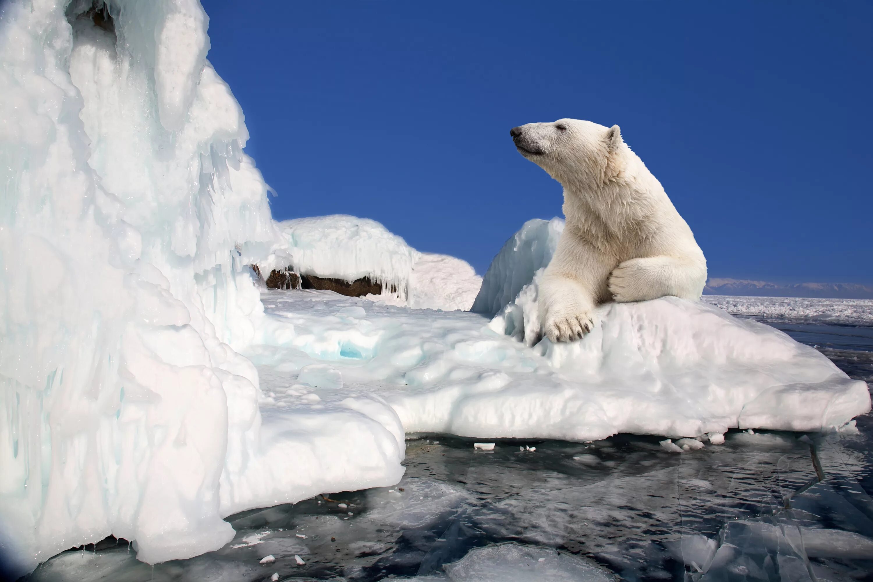 На льдах какого залива обитают белые. Северный Ледовитый океан белый медведь. Белый медведь Северный полюс. Ледовитый океан с медведем. Белые медведи во льдах Северного Ледовитого океана.