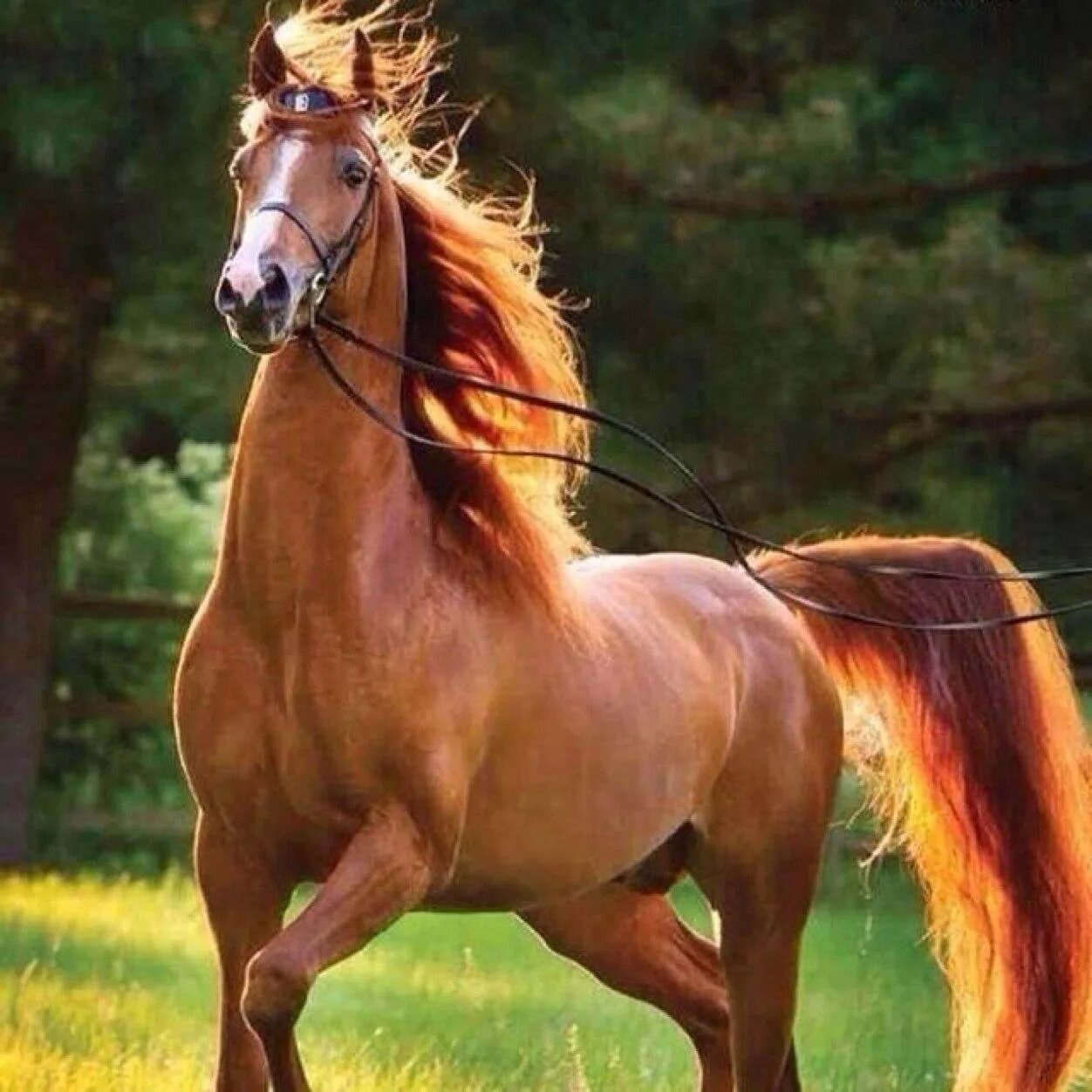 Арабский скакун рыжей масти. Арабская лошадь масть рыжая. Арабская лошадь рыжей масти. Конь рыжий.