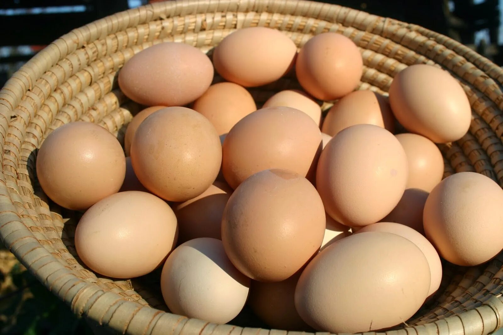 Яйцо куриное. Домашние куриные яйца. Яйцо домашнее куриное. Яйцо (пищевой продукт).