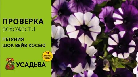 Шок вейв парпл тай