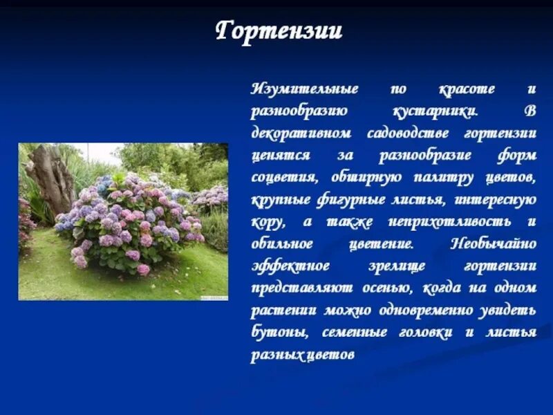 Стих разнообразие. Разнообразие кустарников. описание кустарника. картинки кустарников с описанием. разнообразие декоративных кустарников города.