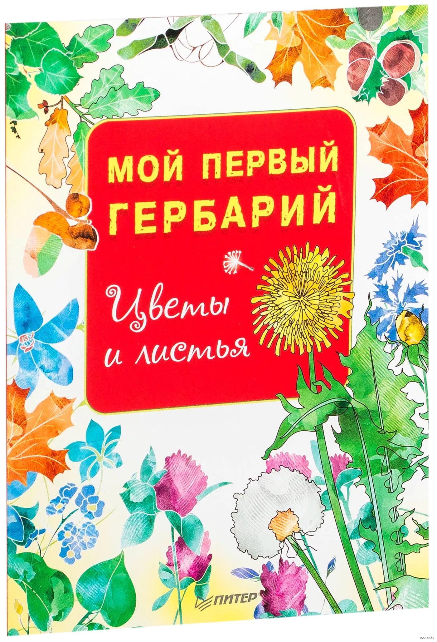 Гербарий листья. Гербарий титульный лист. Гербарий лекарственных растений титульный лист. Гербарий листья. Гербарий титульный.