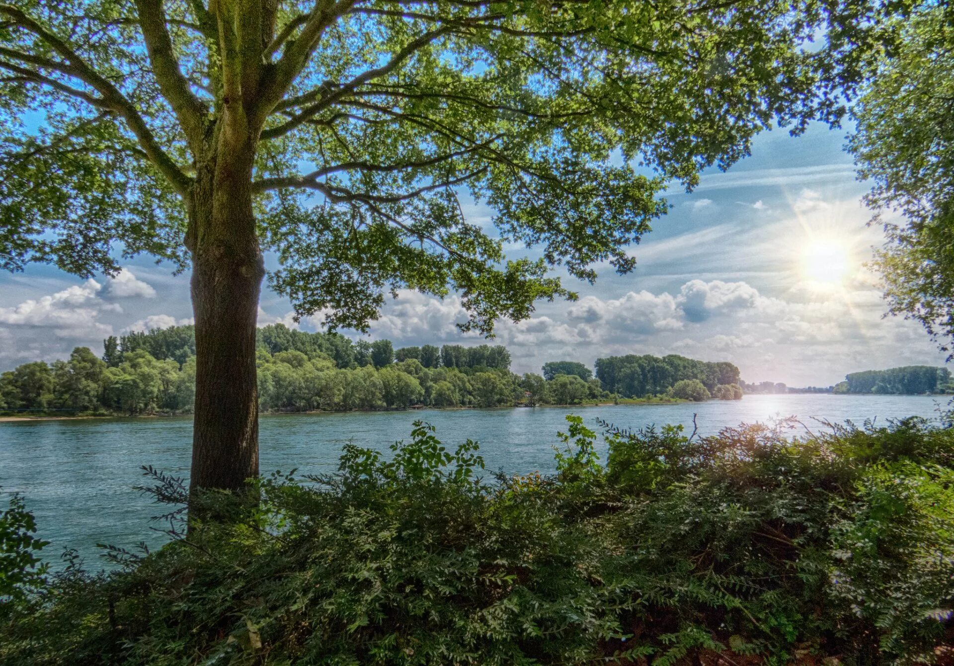 Trees lake