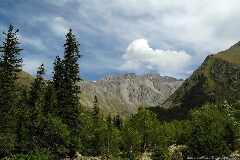 Растительность леса внутреннего тянь шаня салкын тор. Королева тянь шаня елка заснеженная. Королева тянь шань ель искусственная. Королева тянь шань елка. Ель королева тянь шаня.
